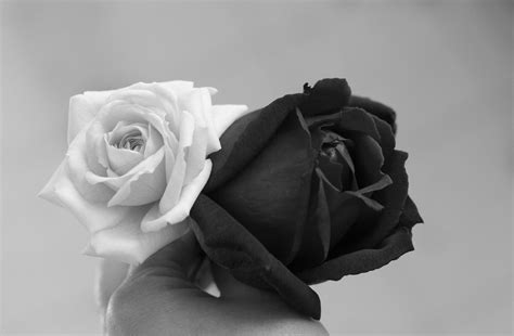 black and white pics of roses